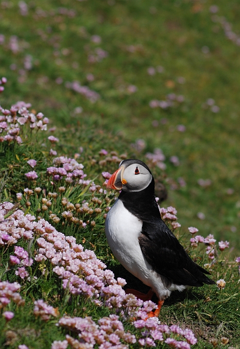 Puffin - C.JPG - Puffin - Shetland Islands